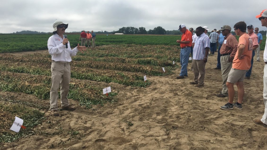 Dan Anco, Clemson peanut specialist, talks about how treating peanuts as a perennial crop can improve production.