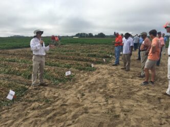 Dan Anco, Clemson peanut specialist, talks about how treating peanuts as a perennial crop can improve production.