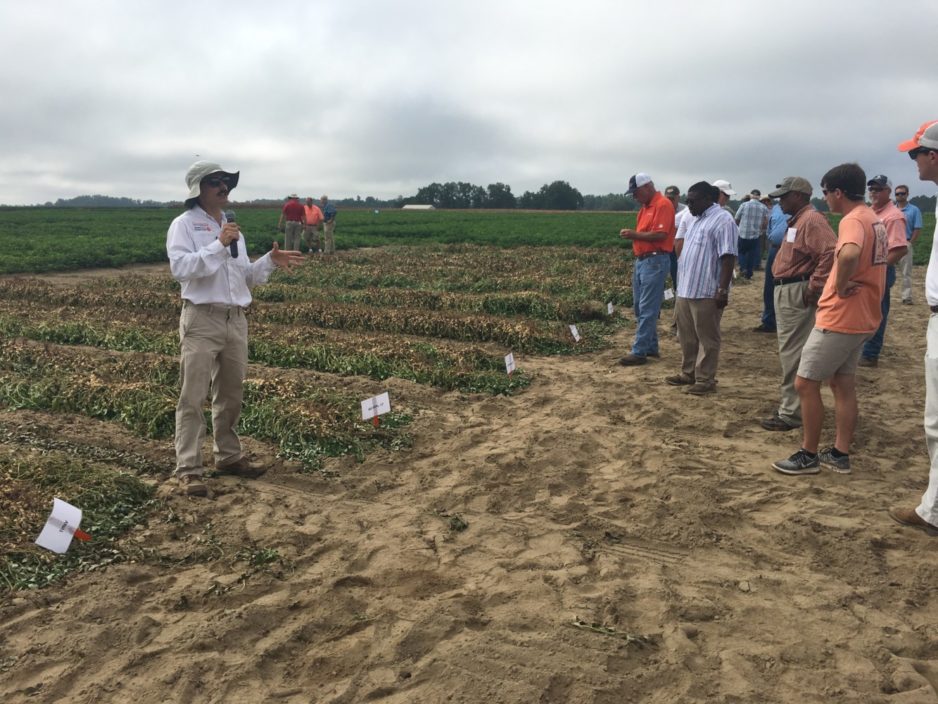 Dan Anco, Clemson peanut specialist, talks about how treating peanuts as a perennial crop can improve production.
