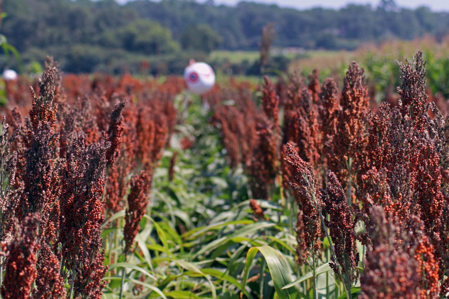 Sorghum is one of the world's leading "green" crops.