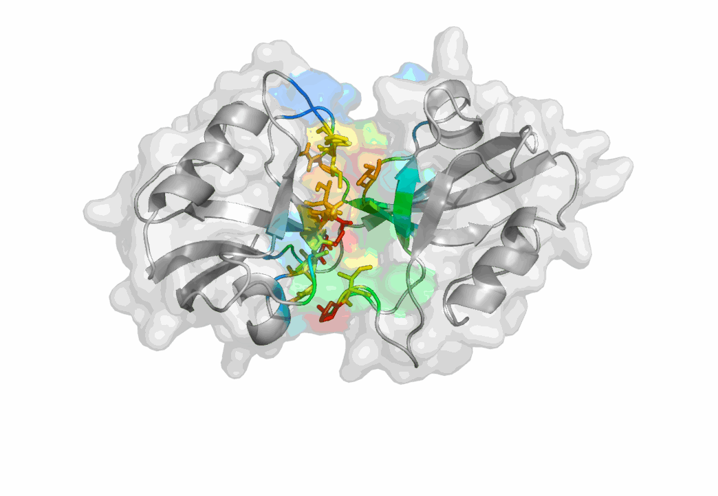 A cartoon representation unveiled by the study shows the closed-like state of the PDZ domains.
