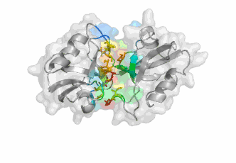 A cartoon representation unveiled by the study shows the closed-like state of the PDZ domains.