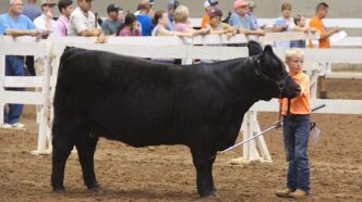 Showing cattle