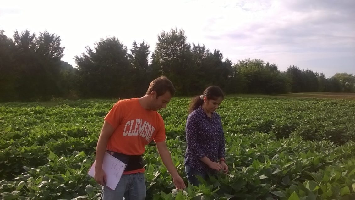 Harrison Fried and Sruthi Narayanan check soybeans in their research field.