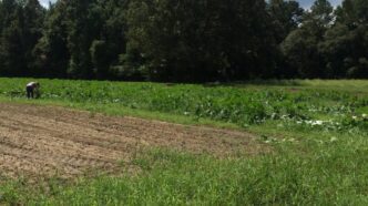 Rebecca Schmidt-Jeffris in field