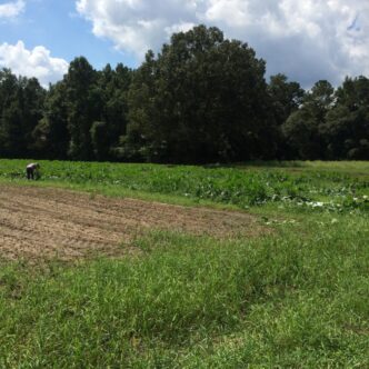 Rebecca Schmidt-Jeffris in field