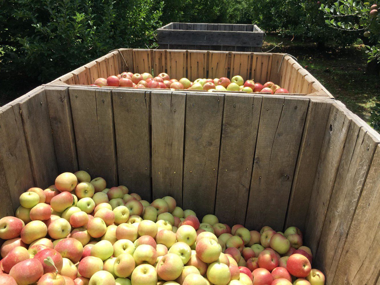 The apple harvest season is underway in South Carolina and Clemson Extension agents are busy helping growers learn how to maximize knowledge and technology to reinvigorate the South Carolina apple industry.