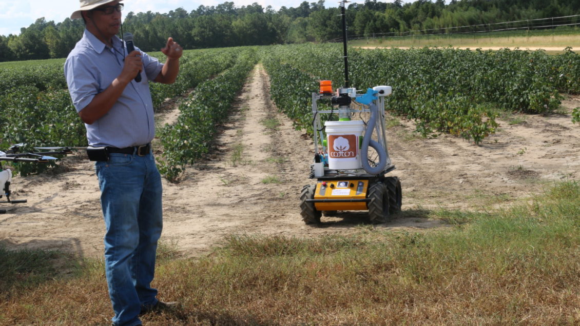Joe Mari Maja, a researcher at Clemson's Edisto Research and Education Center, believes Unmanned Ground Vehicles (UGVs) can be used to make cotton harvest more efficient.