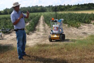 Joe Mari Maja, a researcher at Clemson's Edisto Research and Education Center, believes Unmanned Ground Vehicles (UGVs) can be used to make cotton harvest more efficient.