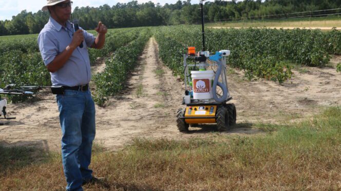 Joe Mari Maja, a researcher at Clemson's Edisto Research and Education Center, believes Unmanned Ground Vehicles (UGVs) can be used to make cotton harvest more efficient.