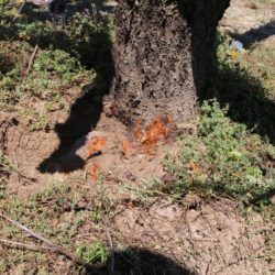 Armillaria root rot is found on peach tree roots. A group of multi-state researchers is studying how to help growers combat this disease in almond, cherry and peach orchards.
