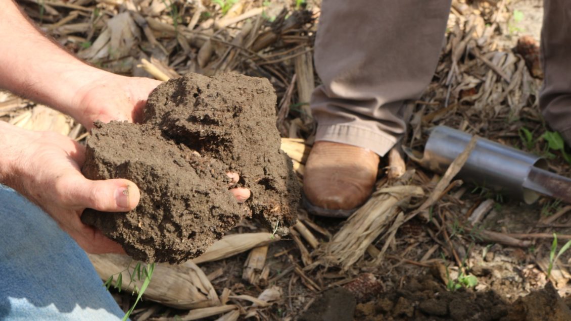 Growing cover crops can help improve soil health.
