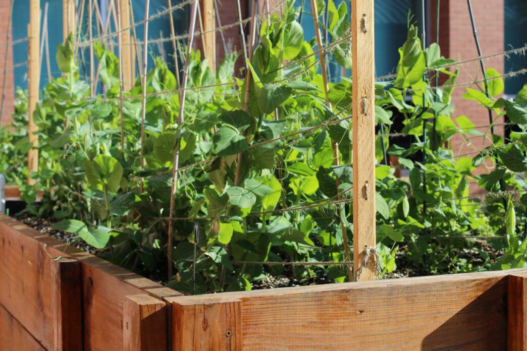 Clemson researchers are studying to find pea varieties that can be organically grown in South Carolina.