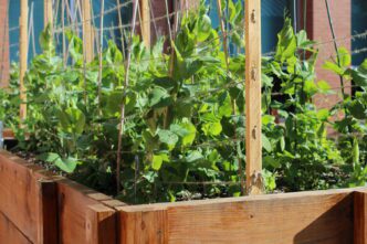 Clemson researchers are studying to find pea varieties that can be organically grown in South Carolina.