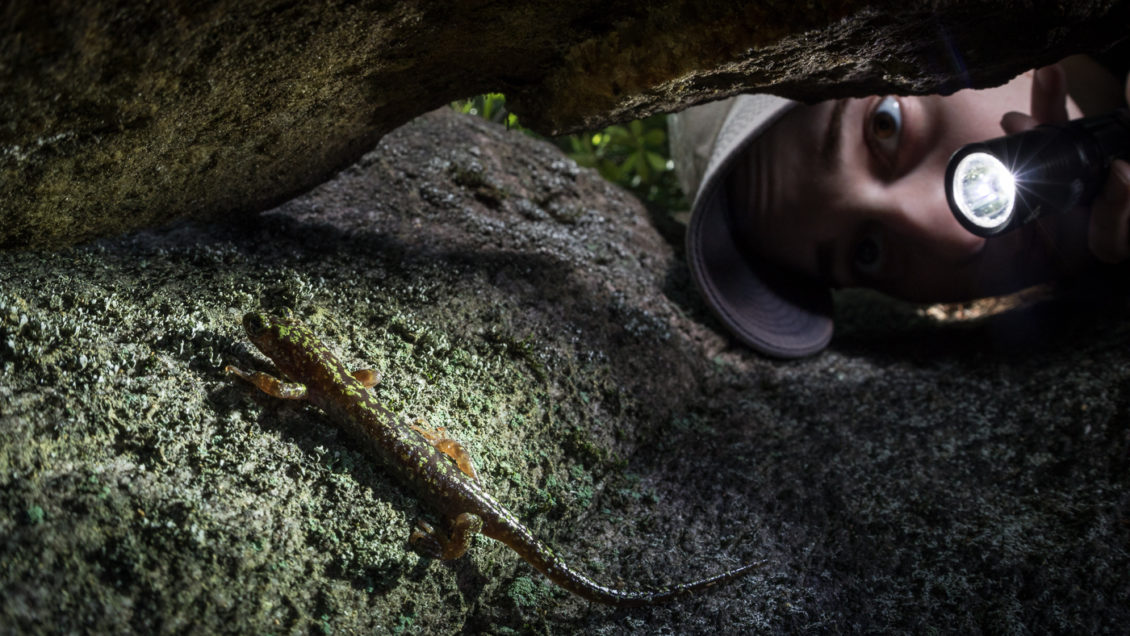 Jillian Newman watches her research in action: the green salamander in its natural habitat.