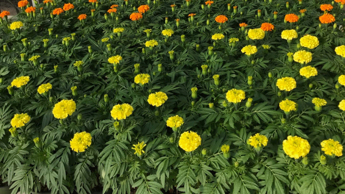 The Cempazuchitl, Mexican marigold, is the main flower to use in Day of the Dead celebrations.