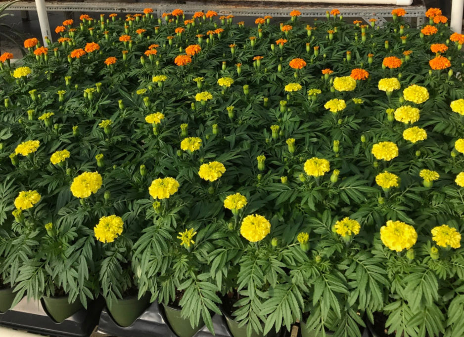 The Cempazuchitl, Mexican marigold, is the main flower to use in Day of the Dead celebrations.