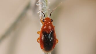 Clemson entomologist Al Wheeler discovered this bug, Tenthecoris tillandsiae, at the Clemson Coastal REC in Charleston. This is the first time this bug has been reported being seen in the United States.