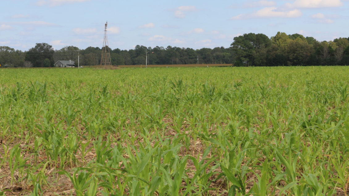 Jason Carver has been planting cover crops on his farm near Eastover for seven years.
