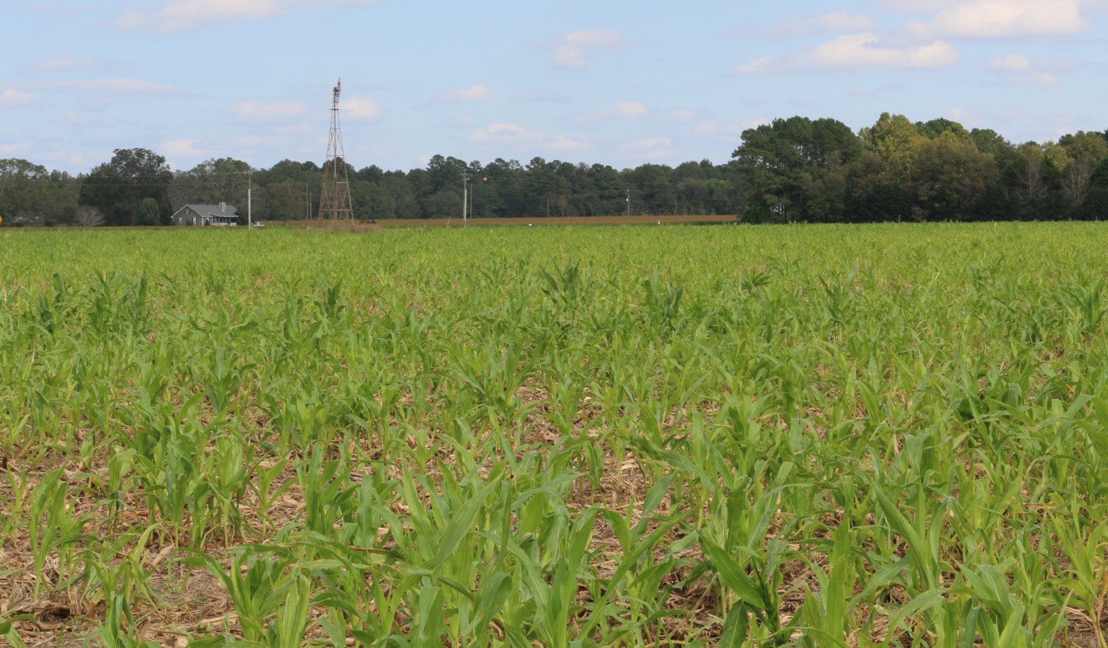Jason Carver has been planting cover crops on his farm near Eastover for seven years.