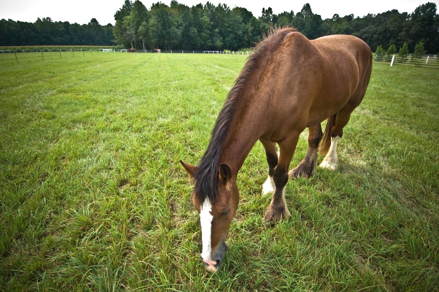 horse and pasture