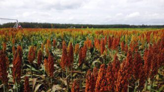 Grain sorghum for commercial use grows in a field.