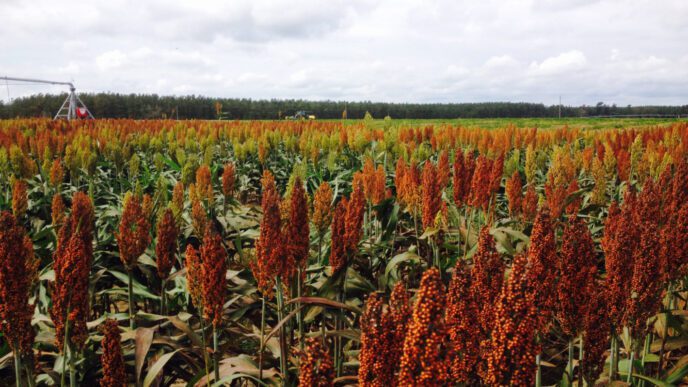Research to increase grain sorghum yields will be addressed during the Pee Dee REC Field Day on Sept. 3.