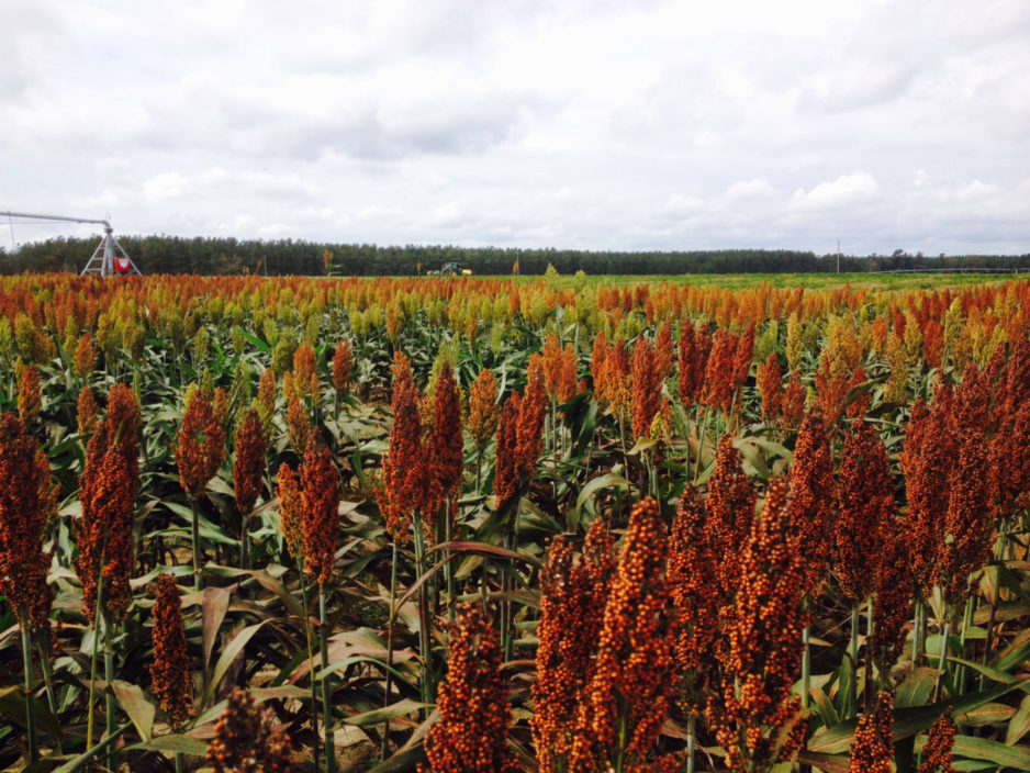Grain sorghum for commercial use grows in a field.