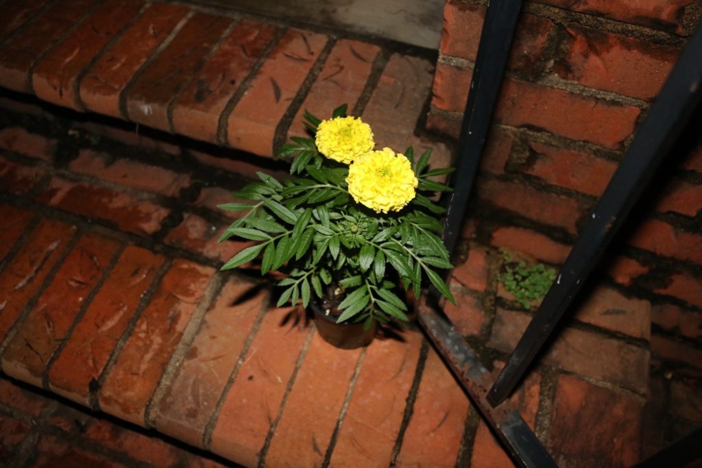 The cempazuchitl, Mexican marigold, is believed to attract souls of the dead to