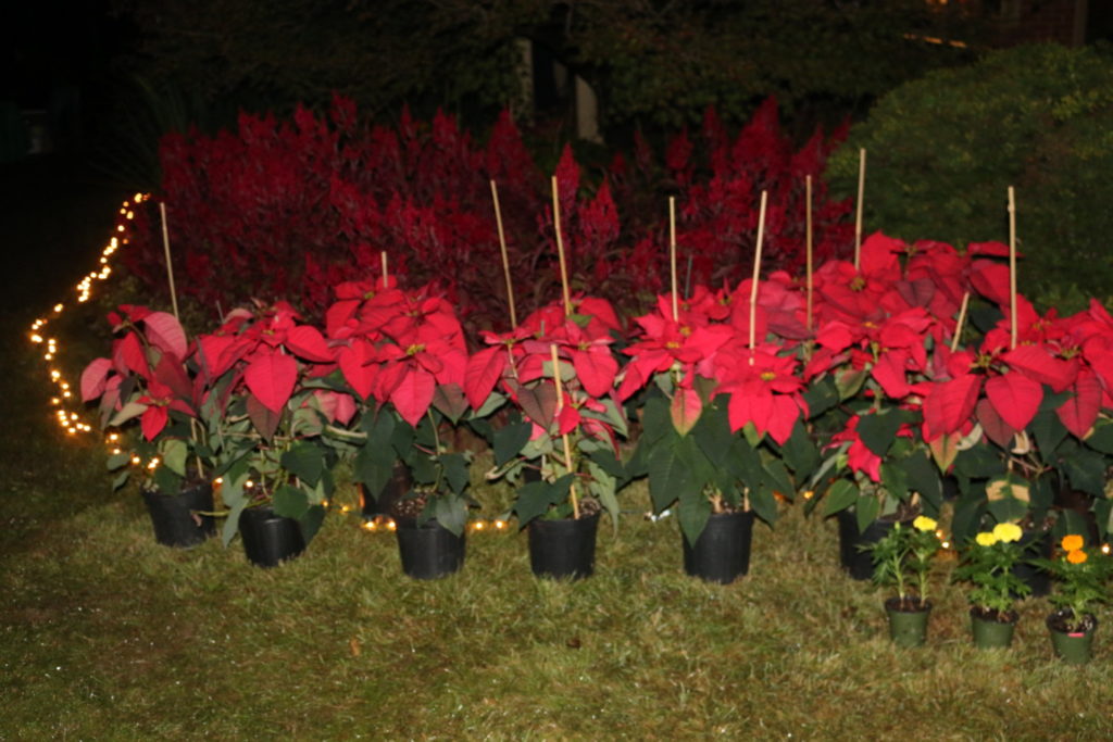 Poinsettias, native to Mexico, and cempazuchitl, Mexican marigolds, decorate the S.C. Botanical Garden.