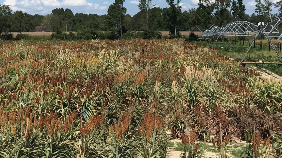 Grain sorghum grows in a field during commercial trials.