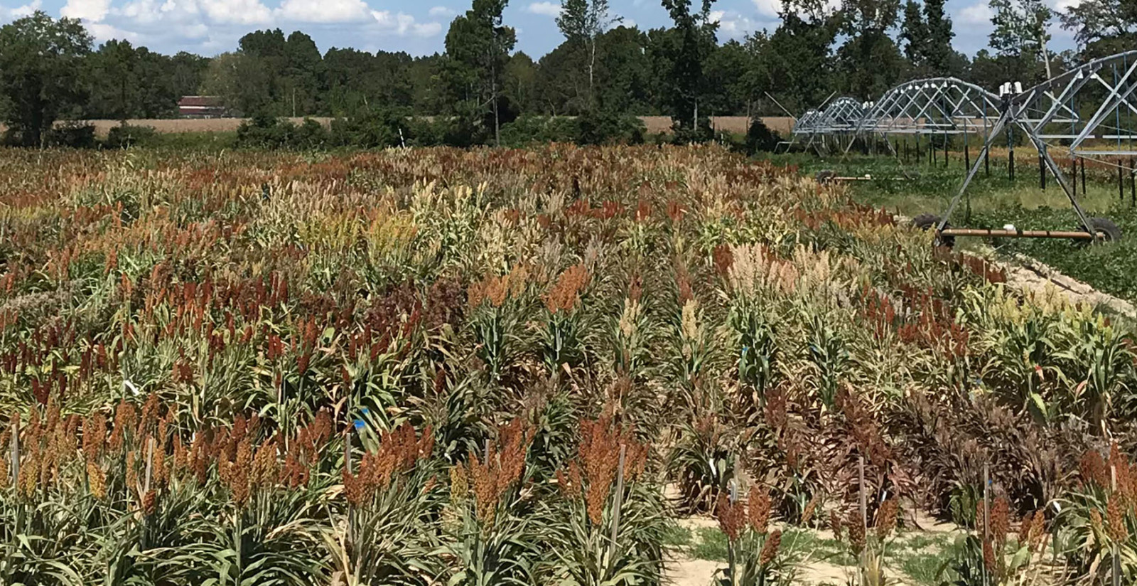 Grain sorghum grows in a field during commercial trials.