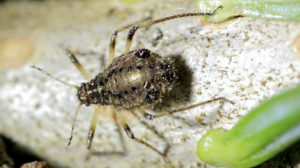 Cinara aphids can be brought inside on Christmas trees.