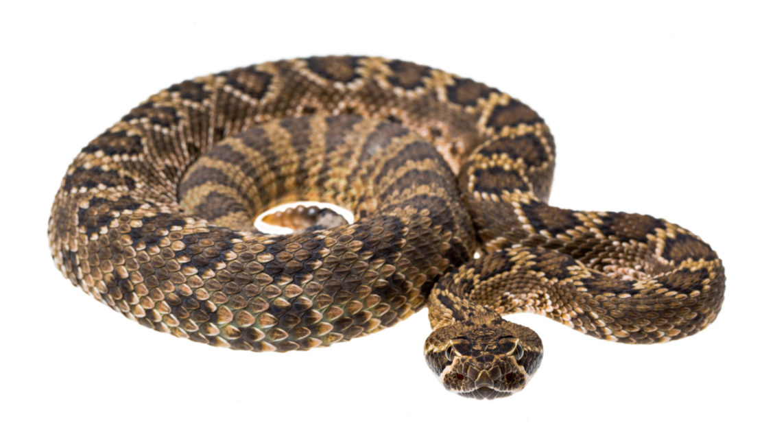 A coiled up rattlesnake