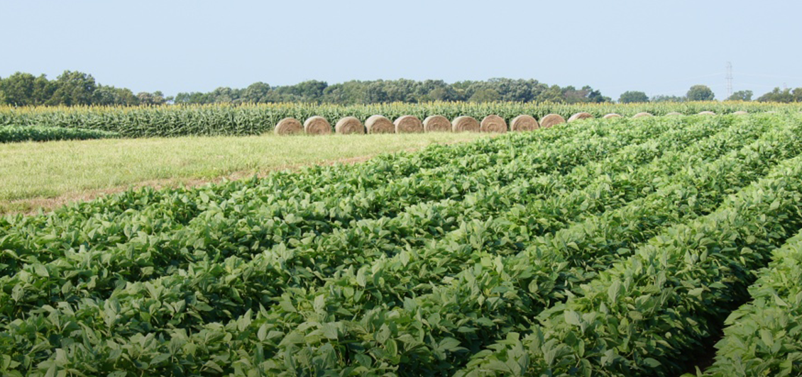 Rows of crops are seeing growing in a large field, with haybales visible in the background.
