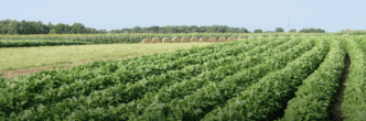 Rows of crops are seeing growing in a large field, with haybales visible in the background.