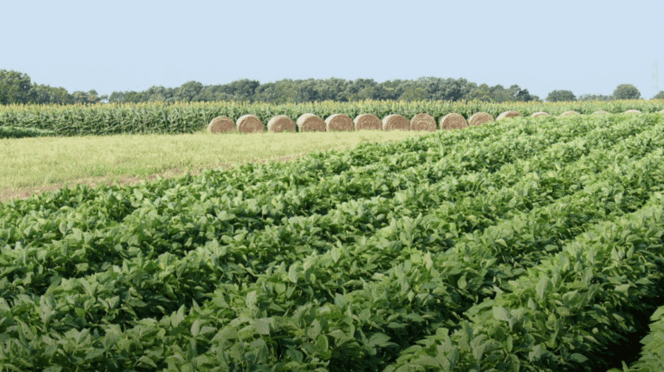 Rows of crops are seeing growing in a large field, with haybales visible in the background.
