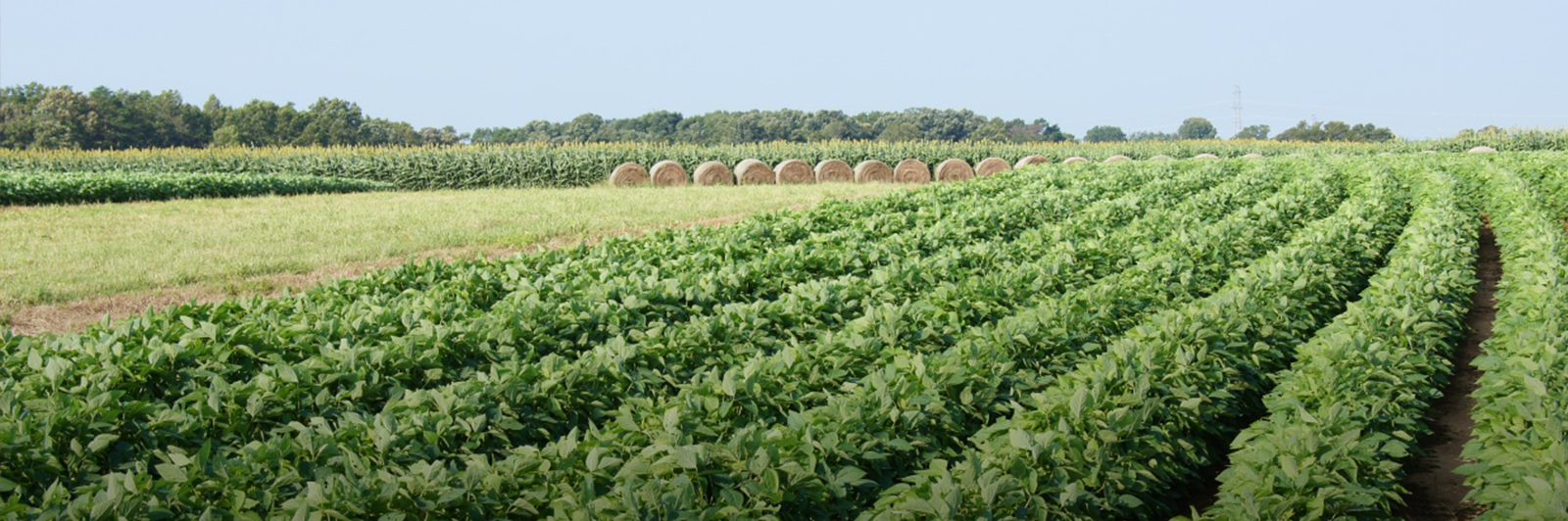 Rows of crops are seeing growing in a large field, with haybales visible in the background.