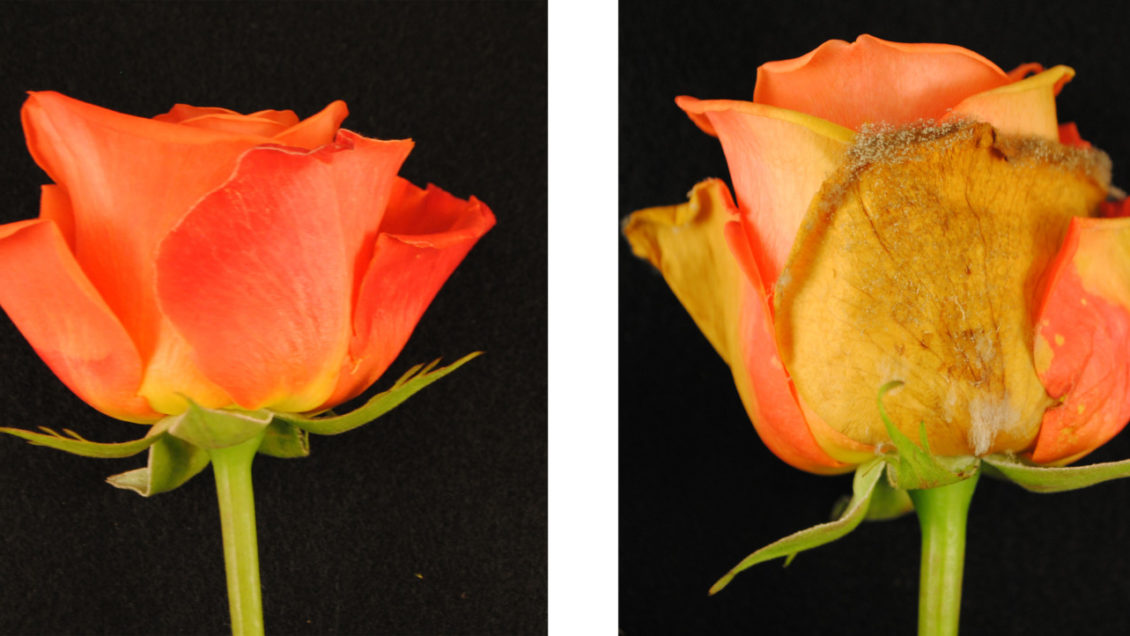 Healthy rose on left. Botrytis stricken rose on right.