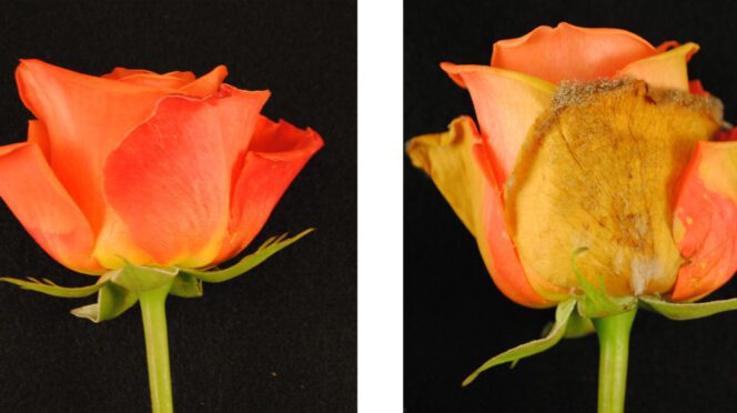 Healthy rose on left. Botrytis stricken rose on right.