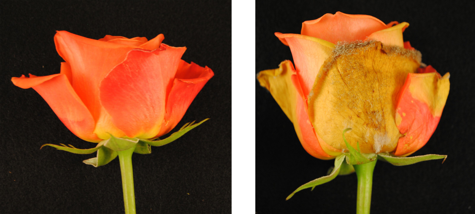 Healthy rose on left. Botrytis stricken rose on right.
