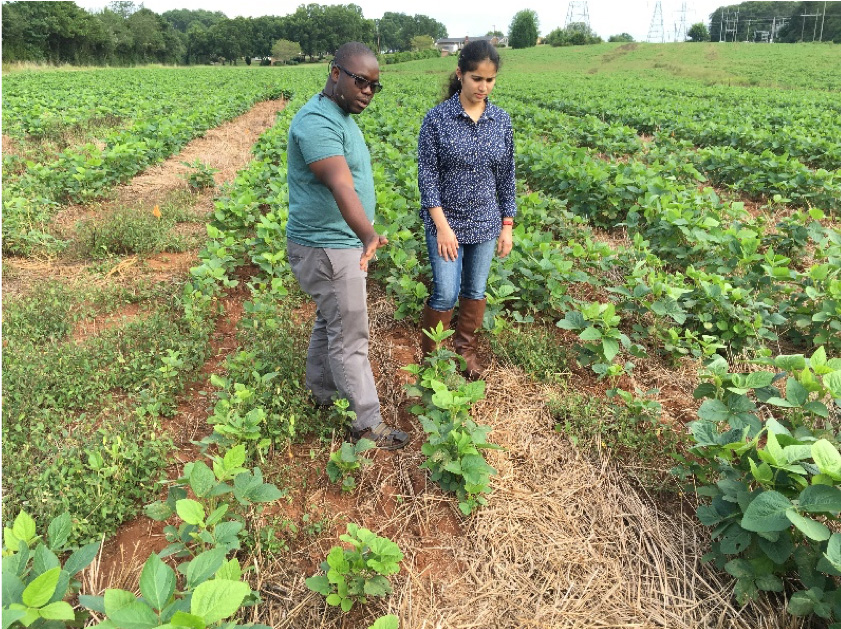 Ricardo St Aime and Sruthi Narayanan study soybean stands in cover cropped and non-cover cropped plots.