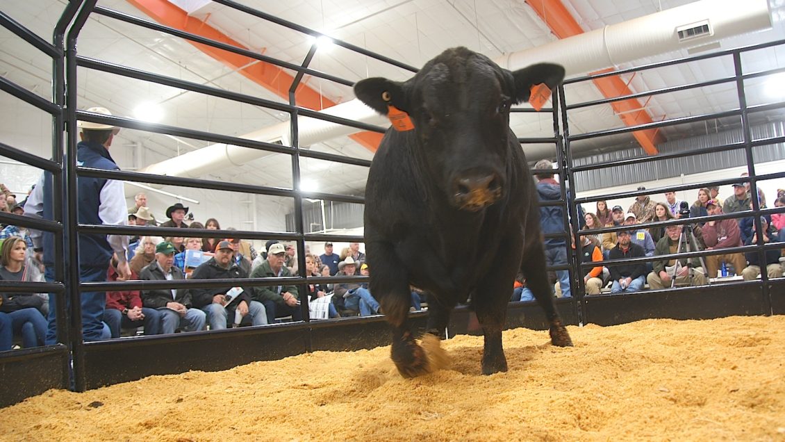 Clemson University Bull Test auction