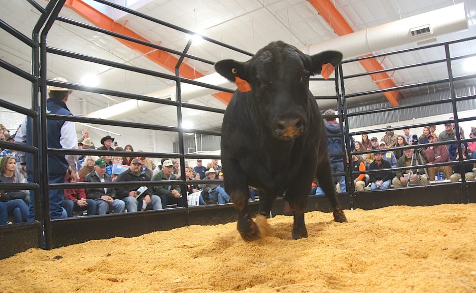 Clemson University Bull Test auction