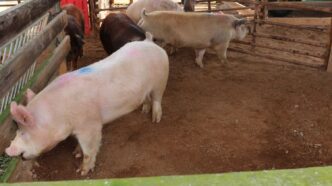 Swine from Clemson's Starkey Swine Center are being used to study human breast cancer.