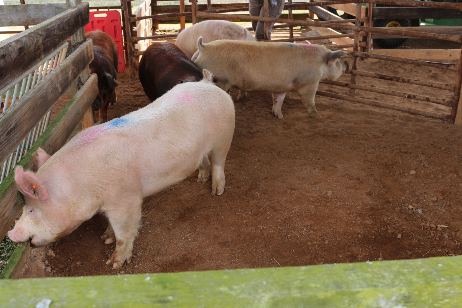 Swine from Clemson's Starkey Swine Center are being used to study human breast cancer.