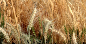 Clemson researchers are using state-of-the-art facilities at the Pee Dee Research and Education Center to develop a wheat variety people with Celiac Disease can eat.