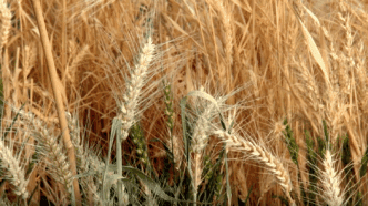 Clemson researchers are using state-of-the-art facilities at the Pee Dee Research and Education Center to develop a wheat variety people with Celiac Disease can eat.