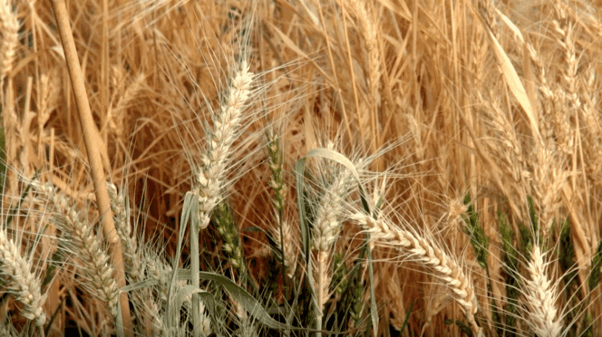 Clemson researchers are using state-of-the-art facilities at the Pee Dee Research and Education Center to develop a wheat variety people with Celiac Disease can eat.