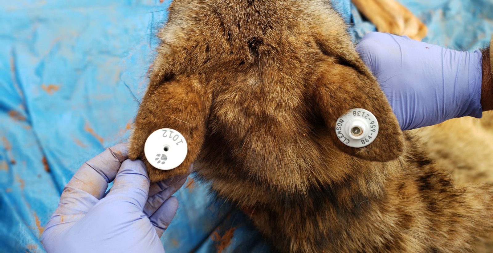A coyote fitted with ear tags in Upstate South Carolina to help researchers understand the impact of the species on the state's deer population.